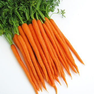 Carrot Nutri-Orange F1