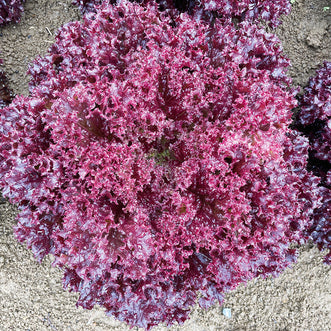 Lettuce Coral Red (Treated)