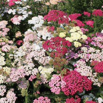 Yarrow Flower Mixed Colors 500 seeds