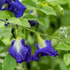 Kings Seeds Flower Butterfly Pea