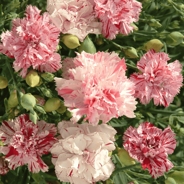 Buy Dianthus Picotee Mix by Kings Seeds online - Kings Seeds NZ