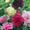 Kings Seeds Flower Hollyhock Summer Carnival Mix