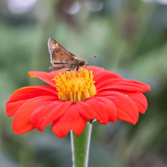 Kings Seeds Flower Tithonia Sunset Mix