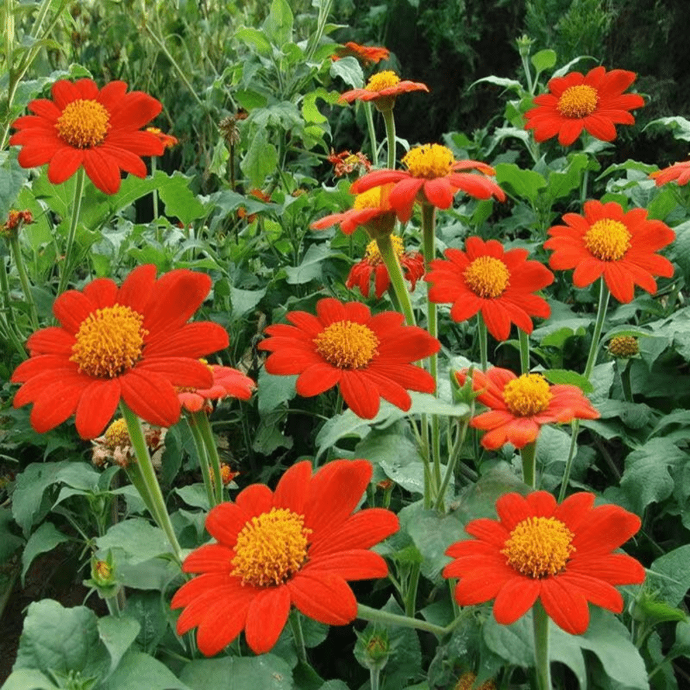 Buy Tithonia Sunset Mix by Kings Seeds online - Kings Seeds NZ