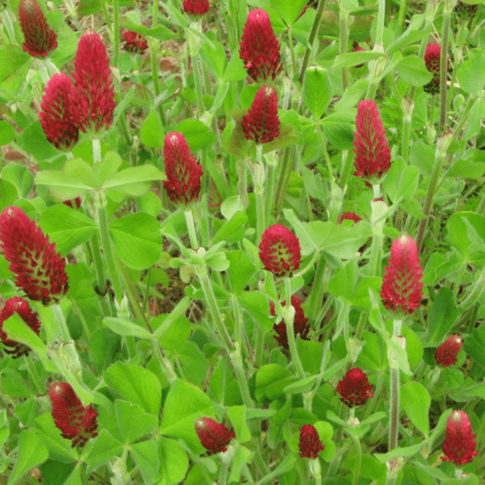 Buy Crimson Clover by Kings Seeds online - Kings Seeds NZ