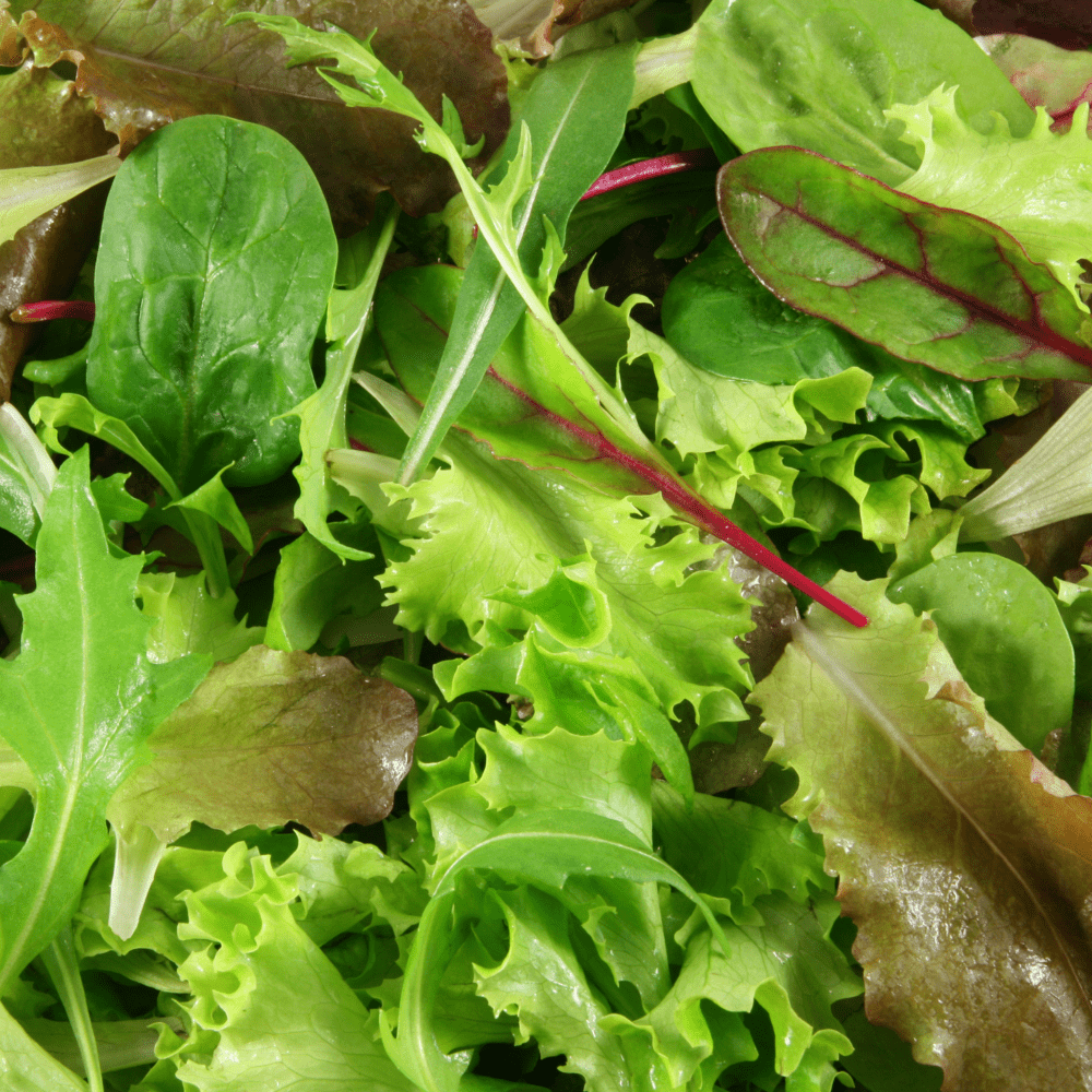 Buy Mesclun Lettuce Blend by Kings Seeds online - Kings Seeds NZ